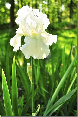 white iris