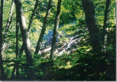 Collapsed Snowshed Ruins along the Iron Goat Trail near Martin Creek in 2000