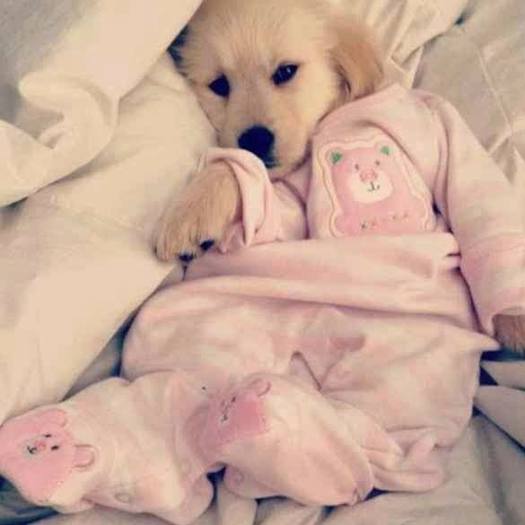 Image result for dogs in pajamas