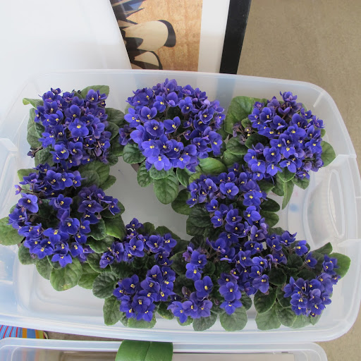 To water the violets, Chavo places them in a plastic bin for several hours.