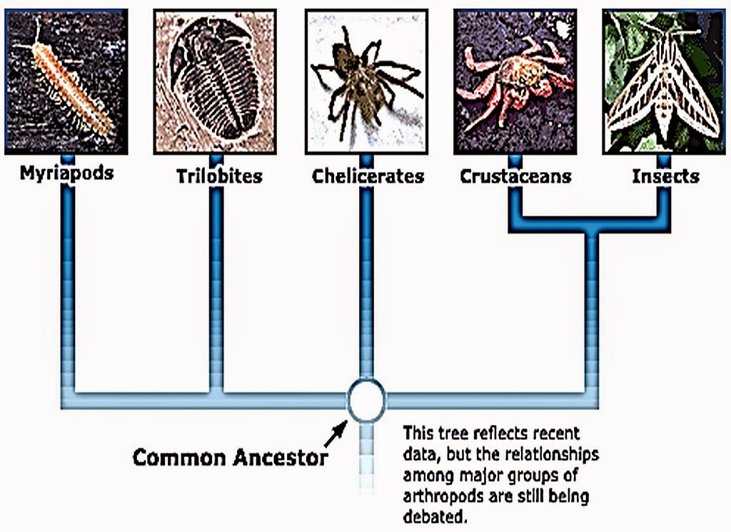 [arthropoda-%2520classification%255B10%255D.jpg]