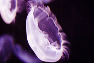 MoonJellies3 (1 of 1)