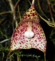 [DRACULA%2520VESPERTILIO%255B3%255D.jpg]