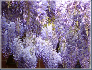 b044341-Blauregen-Glyzine-Wisterie-Chinesischer-Blauregen-63599-2