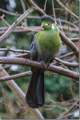 wanstead_turaco-3