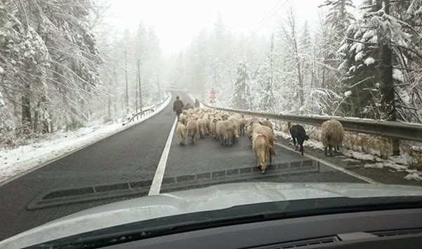ciobani pe autostrada