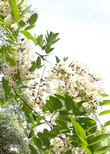 flora sierra de cazorla