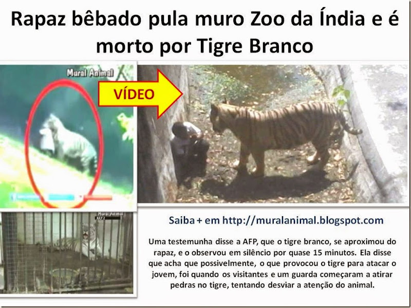 Rapaz bêbado pula muro Zoo da Índia e