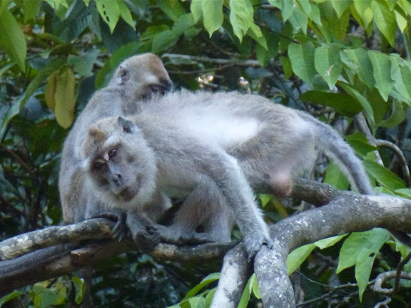 Macaques à longue queue (Macaca fascicularis). Sukau, 14 août 2011. Photo : J.-M. Gayman