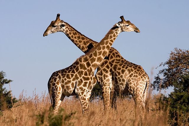 Fighting giraffes (Giraffa camelopardalis) in Ithala Game Reserve, Northern KwaZulu Natal, South Africa. Photo: Luca Galuzzi / Wikimedia Commons