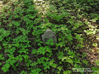 Cmentarz przy ul. Samotnej w Poznaniu