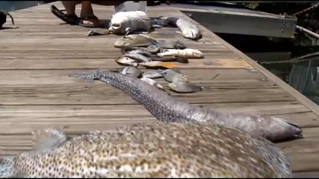 Dead fish line a dock near Honolulu's Sand Island, after 233,000 gallons of molasses spilled into Honolulu harbor on Monday, 9 September 2013. Photo: Hawaii News Now / KGMB / KHNL