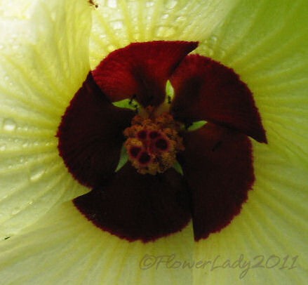 [10-19-conf-rose2%255B5%255D.jpg]