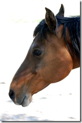horses2011-4