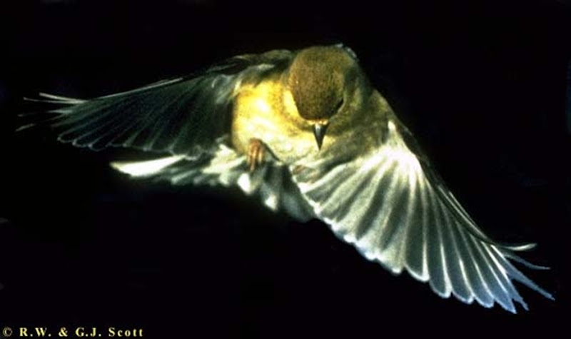 rwscott.goldfinch (1)