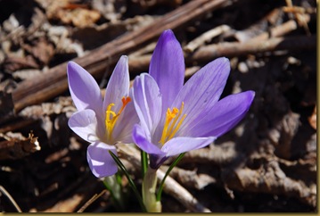 Crocus Crocus