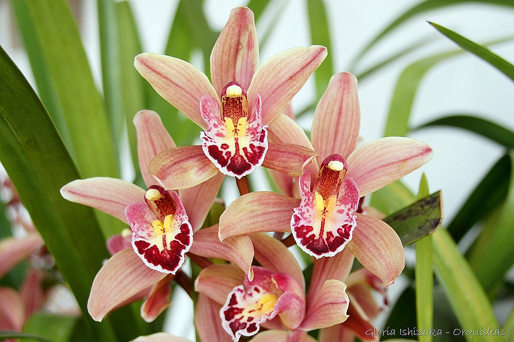 [Glria-Ishizaka---orquideas-249.jpg]