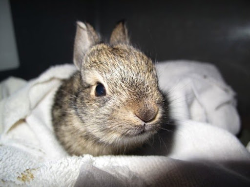 Sadly, Mary has seen many animals come in suffering as victims of glue traps. Sadly, Mary has seen many animals come in suffering as victims of glue traps.