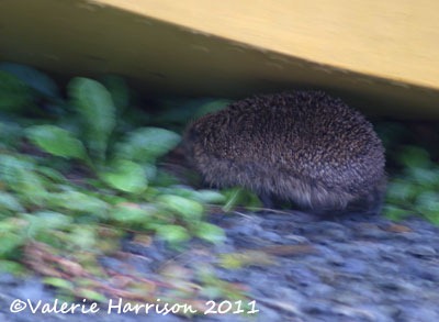 [hedgehog%255B2%255D.jpg]