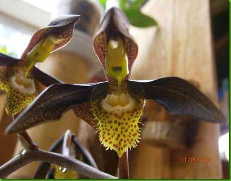 OR Catasetum saccatum