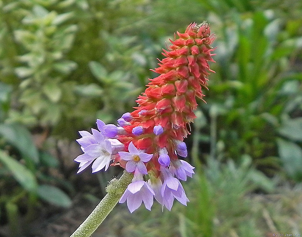 [primula%255B9%255D.jpg]