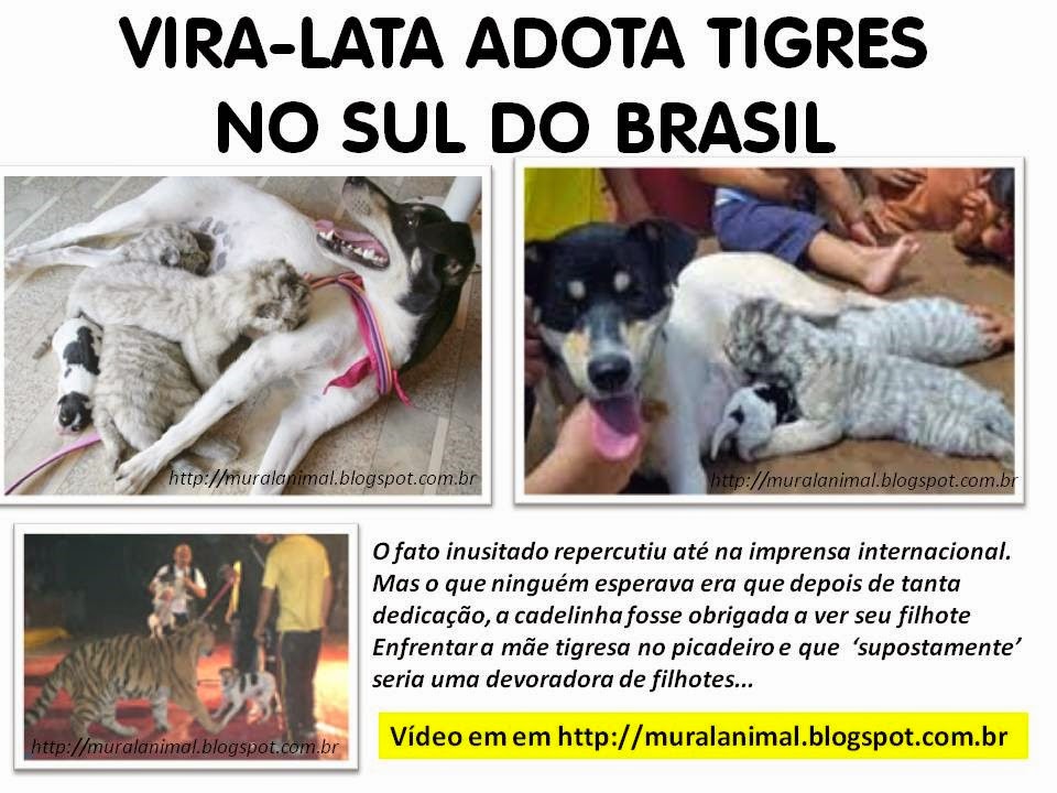 [VIRA-LATA%2520ADOTA%2520TIGRES%255B3%255D.jpg]