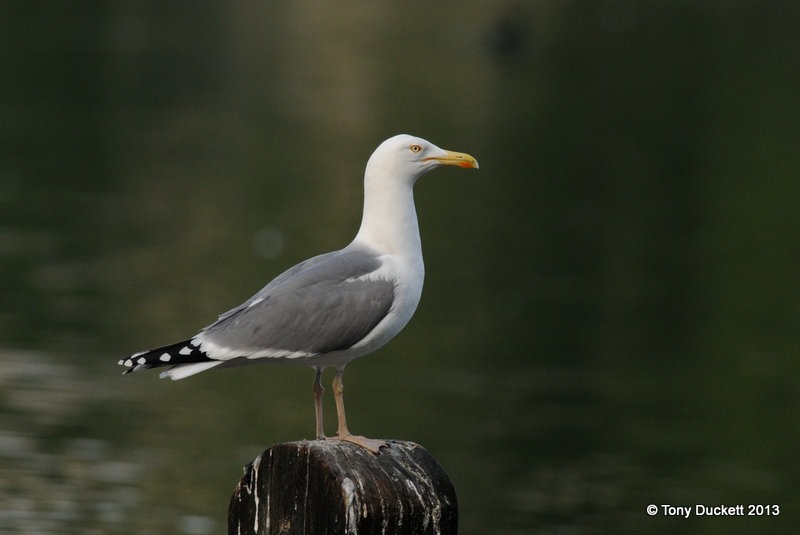 [DSC_90174.jpg]