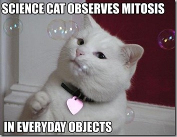 Science Cat mitosis