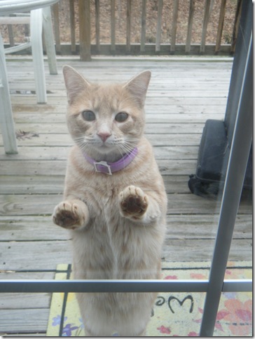 stupid cat 002