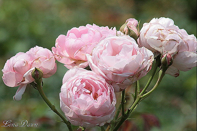 [LG_Pink_Roses%255B12%255D.jpg]