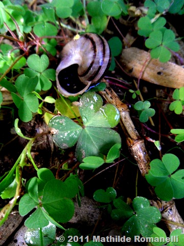 Macro Photo Macro Photo