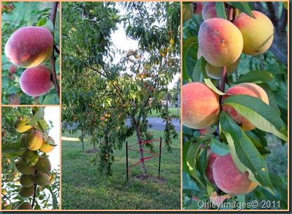 Peach collage0716