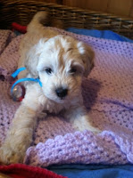 Little Oliver