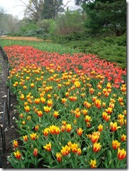Tulips 2012 045