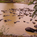  foto album Sri Lanka