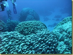 Coral blocks