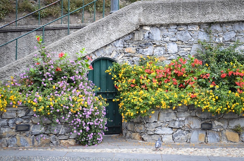 Portofino flowers