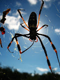 South Africa - 108.JPG