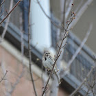 Song Sparrow