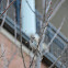 Song Sparrow