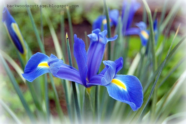 blue dutch iris