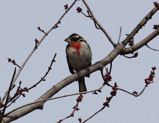 Rose-breasted Grosbeak in the yard again, 3/24/13