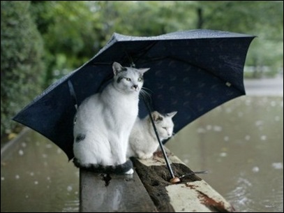 rain cats