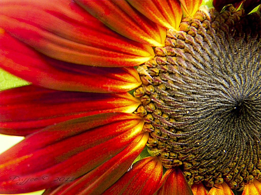 [RedBurst%2520Sunflower%255B5%255D.jpg]