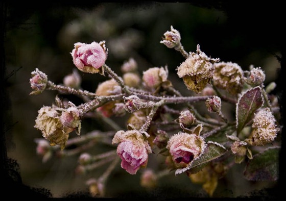 flores heladas