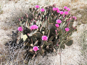Amazing flower display on a group of beavertail cacti.