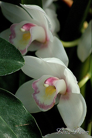 [FPC_Orchid_White_Pink%255B7%255D.jpg]