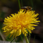 Honey Bee
