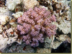 SG Coral Head