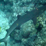 White Tipped Reef Shark - Noumea, New Caledonia